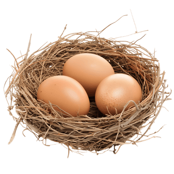 Egg in a Nest with Clear Background png