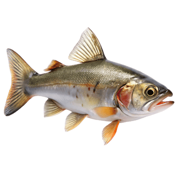 fish isolated on transparent background png