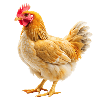 chicken isolated on transparent background png