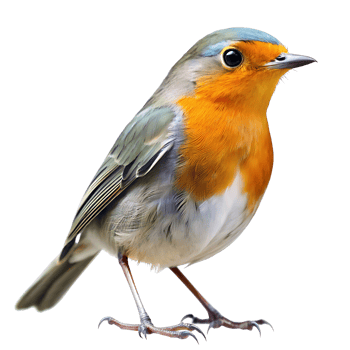 bird isolated on transparent background png