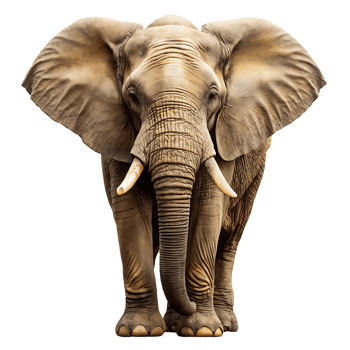 elephant isolated on transparent background png