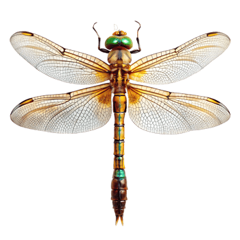 dragonfly isolated on transparent background png