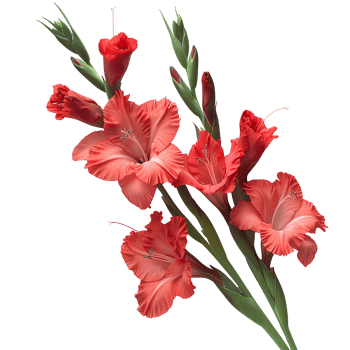 Red gladiolus flower . Gladiolus flower top view . Gladiolus flower summertime bloom flat lay isolated png