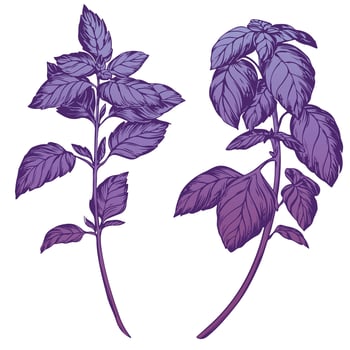 Purple basil isolated on white background. Basil spice illustration color engraving technique. Used for packaging, recipes, textiles, paper, food packaging, kitchen decor. vector