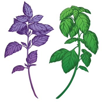 Purple and green basil isolated on white background. Color engraving technique illustration of basil spice. Used for packaging, recipes, textiles, paper, food packaging, kitchen decor. vector