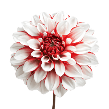 Dahlia Flower on Transparent Background png