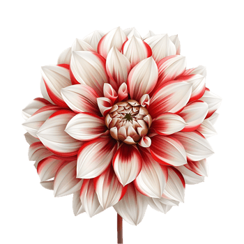 Dahlia Flower on Transparent Background png