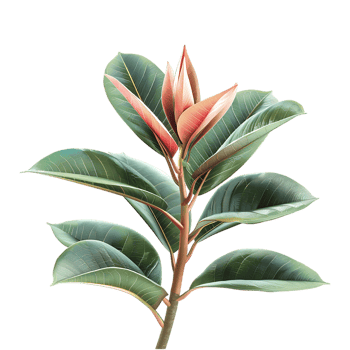 Green Magnolia Flower on Transparent Background png
