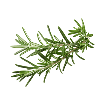 Rosemary on Transparent Background png