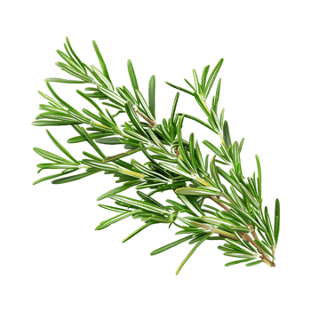 Rosemary on Transparent Background png