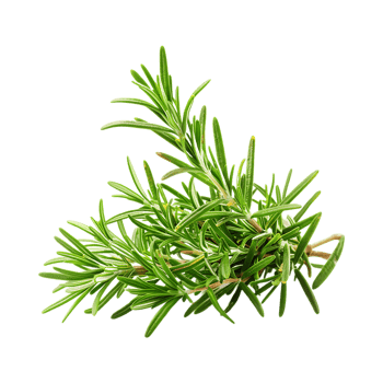 Rosemary on Transparent Background png