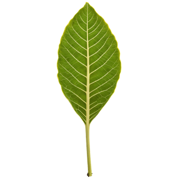 Fiddle leaf fig leaf large violin shaped leaf with prominent veins and wavy edges Ficus png