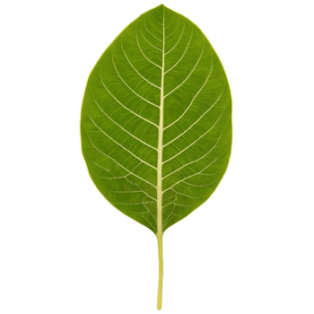 Schefflera leaf long oval leaf with green and white variegation and wavy edges Schefflera arboricola png