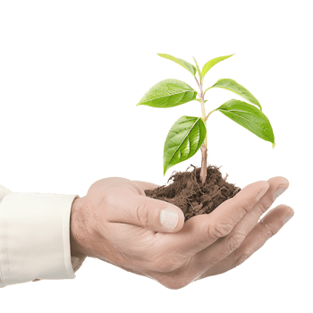 Plant in Hand on Transparent Background png