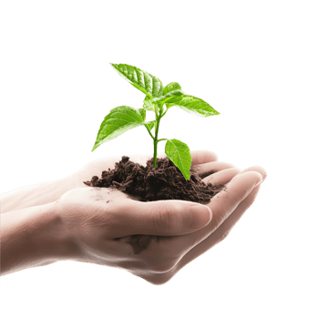 Green Plant in Hand on Transparent Background png