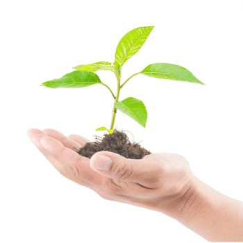 Plant in Open Hand Isolated on Clear Background png