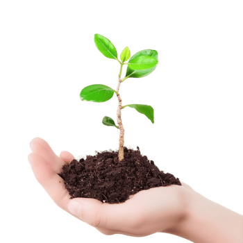 Plant in Hand with Clear Background png