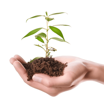 Plant Held in Hand on Transparent Background png
