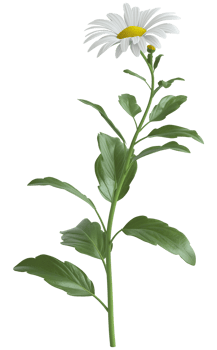 Marguerite Daisy isolated on a transparent background png
