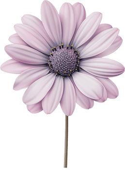 Cape Daisy Flower isolated on a transparent background png