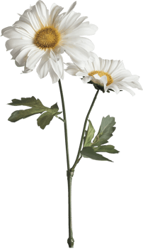Shasta Daisy isolated on a transparent background png