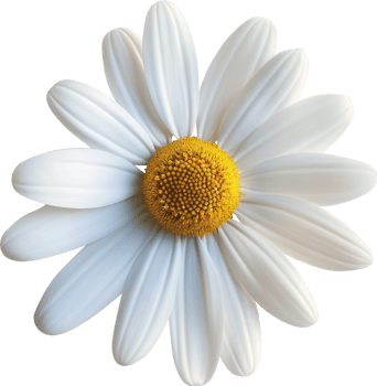 Marguerite Daisy Flower isolated on a transparent background png