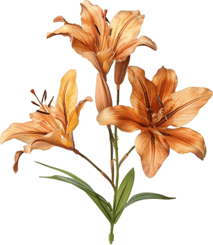 Wood Lily Flower isolated on a transparent background png
