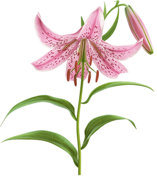 Martagon Lily Flower isolated on a transparent background png