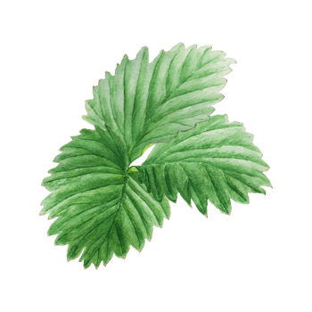 Strawberry green leaf. Hand drawn watercolor illustration. Food art, fresh botanical realistic painting. Summer floral clipart for farm goods, vegan products packing, prints png