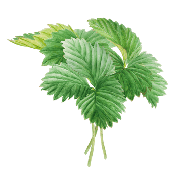 Strawberry bush with green leaves. Hand drawn watercolor illustration. Food art, fresh botanical realistic painting. Summer floral clipart for farm goods, vegan products packing, prints png