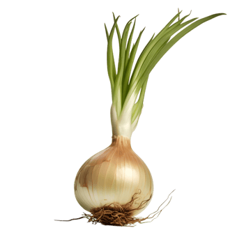 onion plant side view png