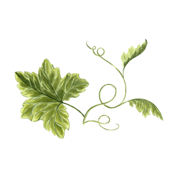 Leaves of pumpkins and tendrils plant. Hand drawn watercolor botanical illustration. Isolated greenery of vegetables. Grape vine or liana creeper. Clip art for invitations, cards, textile, wrapping. png