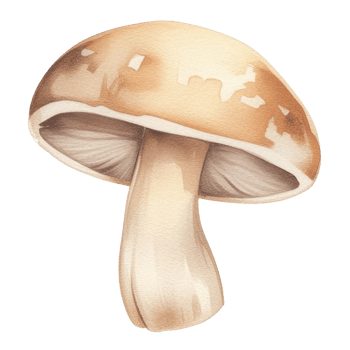Watercolor Illustration of Single Mushroom with Smooth Cap and Creamy Stalk for Botanical and Culinary Designs png