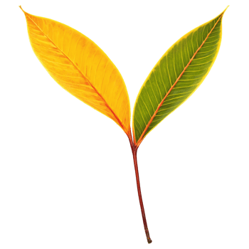 Croton leaf elongated oval leaf with yellow orange and green variegation Codiaeum variegatum Petra png