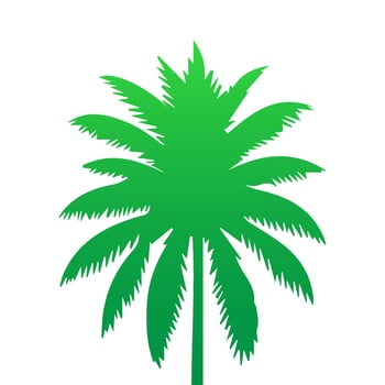 Green palm tree isolated on white background. Palm silhouette vector