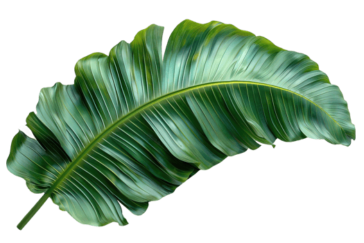 banana leaf isolated on transparent background , png