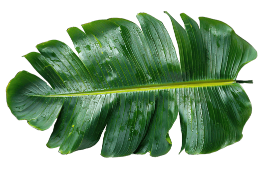 banana leaf isolated on transparent background , png