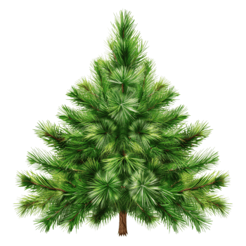 Tall Evergreen Tree with Detailed Branches png