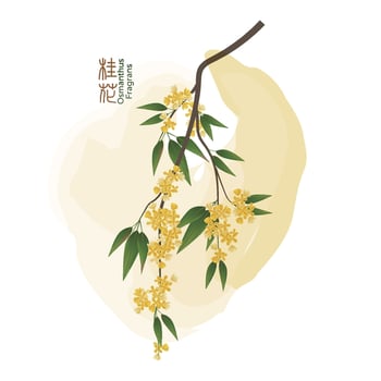 Illustration of an osmanthus flower, the Chinese text is Osmanthus fragrans vector