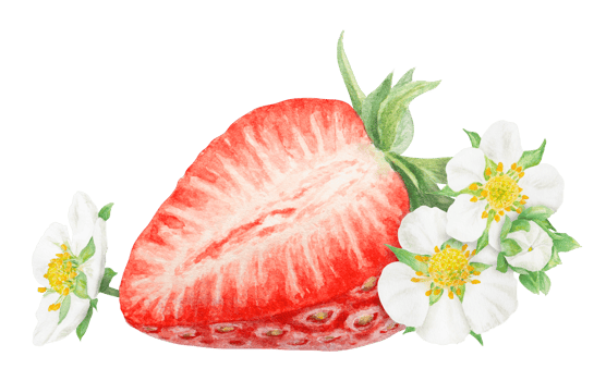 Red strawberry half, slice hand drawn watercolor illustration. Delicious food art, botanical realistic painting. Berry and white flowers clipart for cafe menu, packaging of farm goods, vegan products png