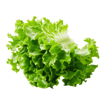 Lettuce Isolated on a Transparent Background png