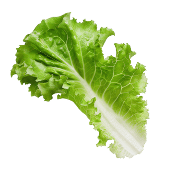 Lettuce Isolated on a Transparent Background png
