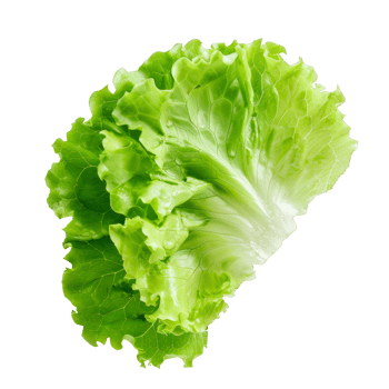Lettuce Isolated on a Transparent Background png