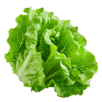 Lettuce Isolated on a Transparent Background png
