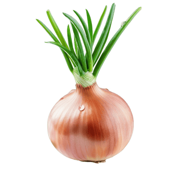 Onion Isolated on a Transparent Background png