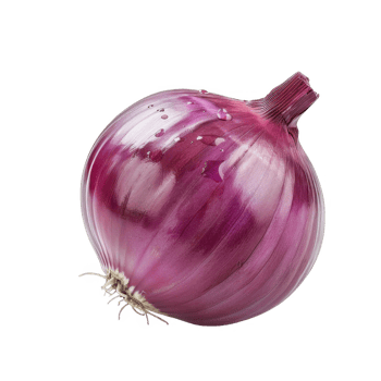 Onion Isolated on a Transparent Background png