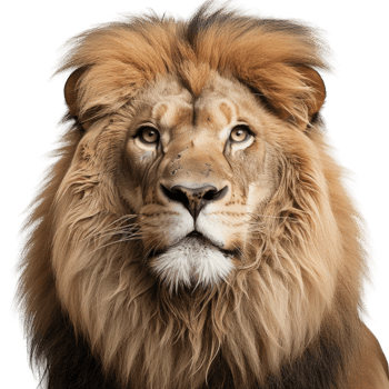 Lion looking at camera felino king on transparent background cutout png