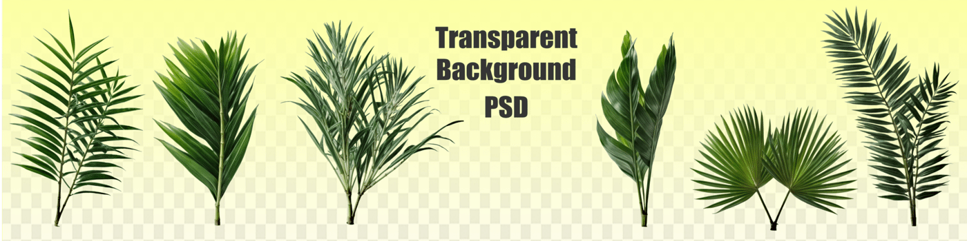 Group of big green banana leaves of exotic palm tree in sunshine on white background. Tropical plant foliage with visible texture. Pollution free symbol. Close up, copy space. psd