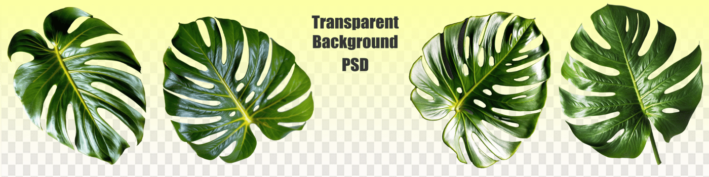 Dark green leaves of monstera or philodendron Monstera the tropical foliage plant bush popular houseplant isolated on white background, clipping path included. psd