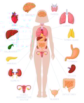 Woman internal organs infographic. Human body anatomy, lungs, kidneys, heart, brain, liver and female reproductive illustration set vector